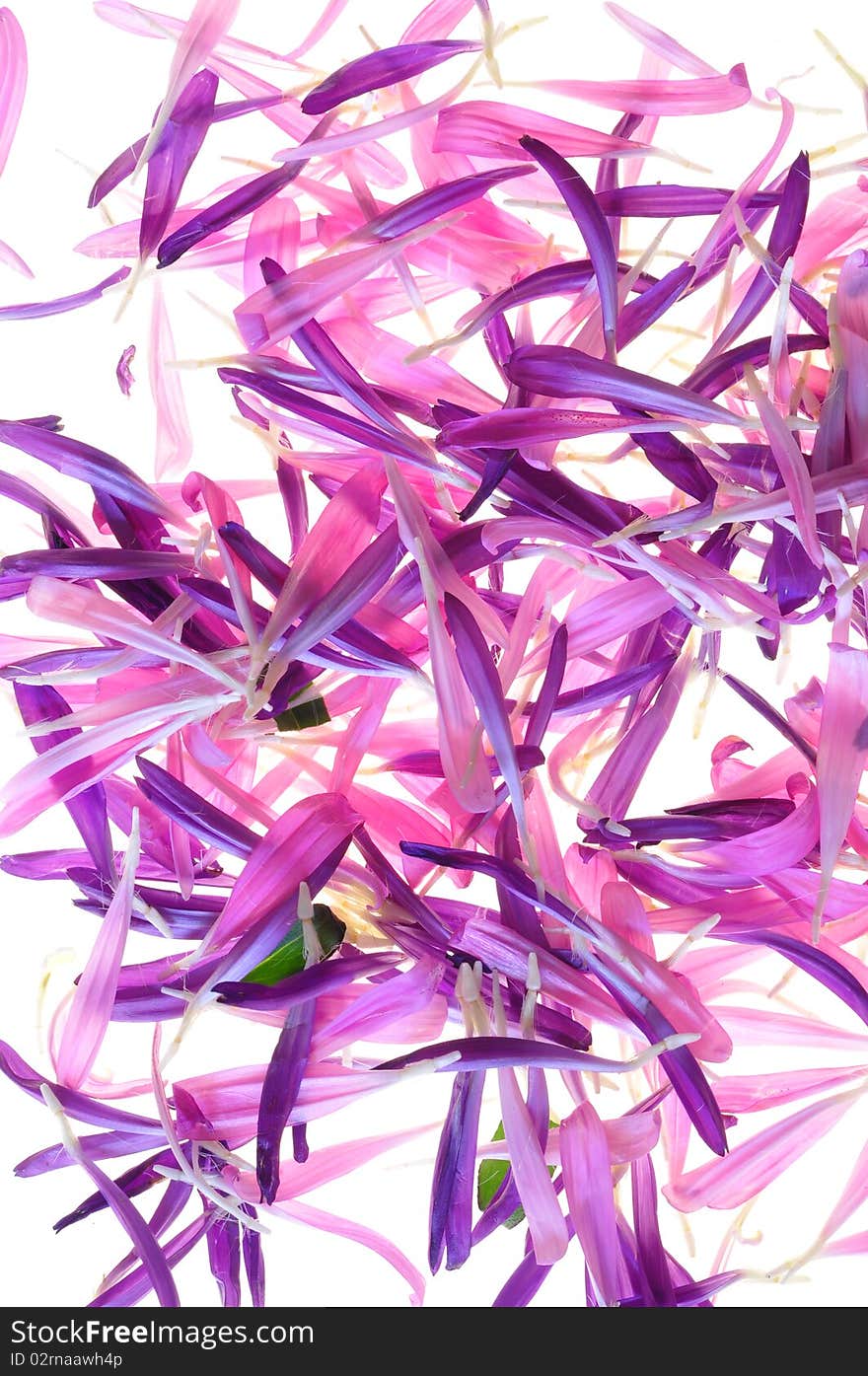 Petals of pink aster on a white background. Petals of pink aster on a white background