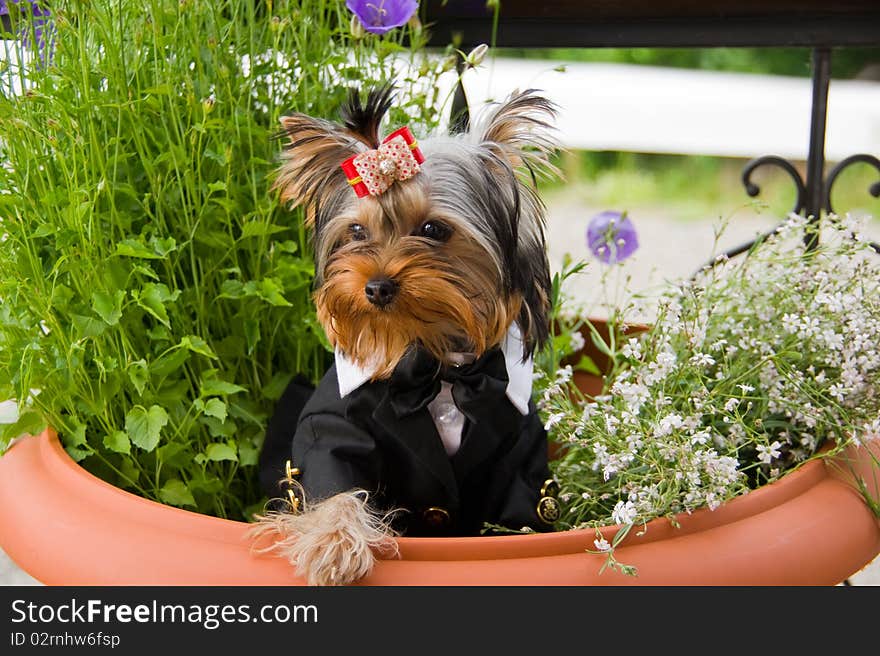 Beautiful puppy of the yorkshire terrier in tailcoat amongst flower