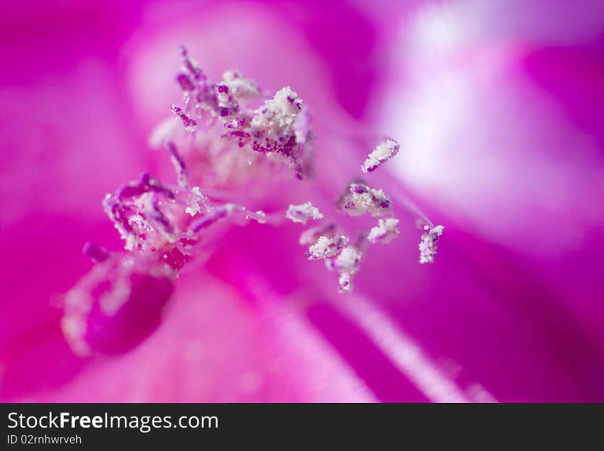 Extreme macro shot of stigmas on pink. Extreme macro shot of stigmas on pink