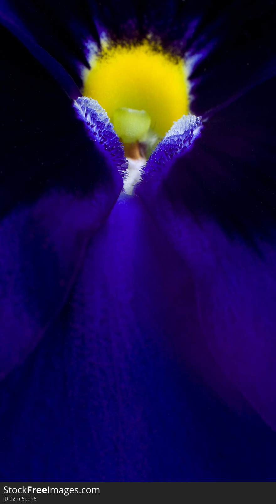 Violet abstract flower