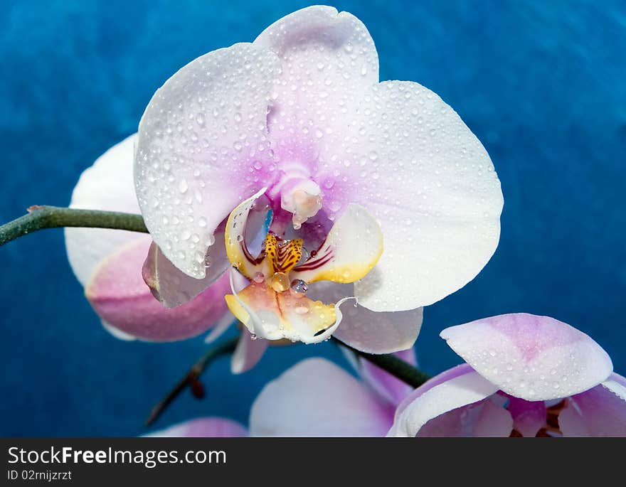 Beautiful white orchid drops of water in the flowers