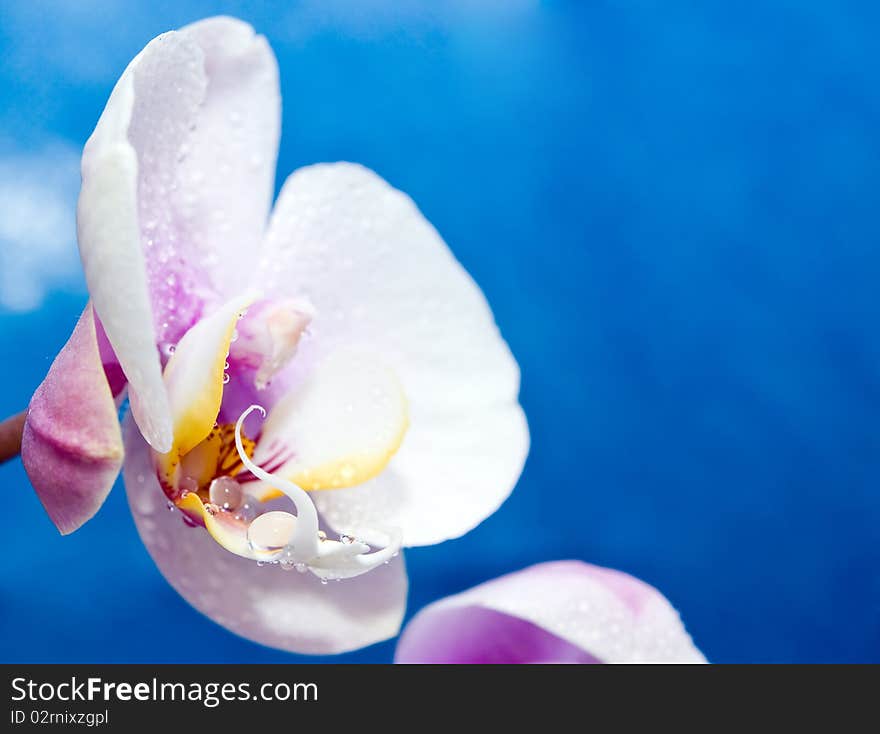 Beautiful white orchid drops of water in the flowers