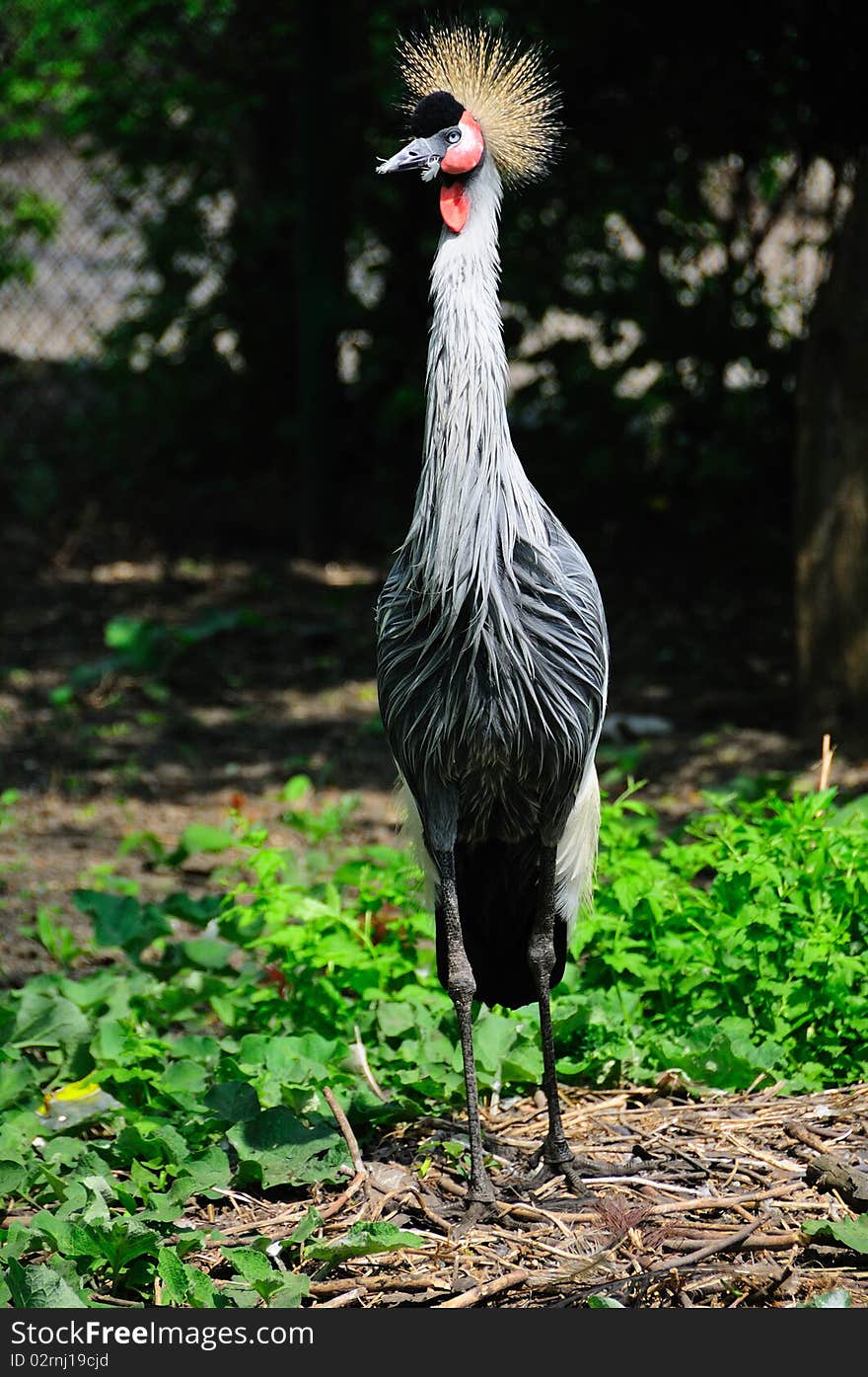 Crowned Crane one