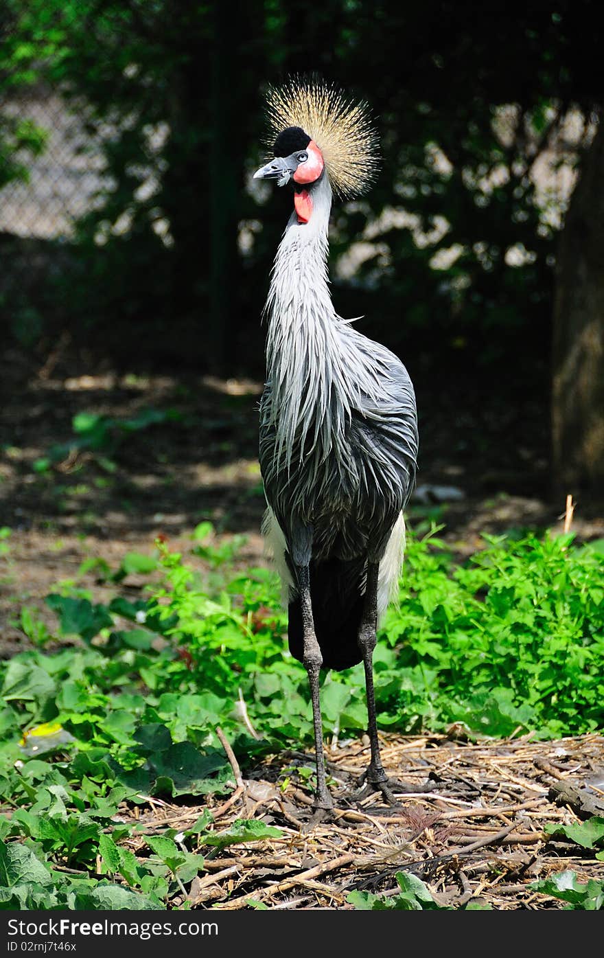 Crowned Crane 2