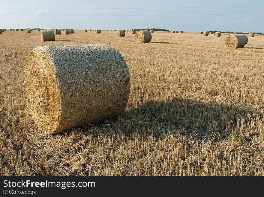 Packs of straw on the field