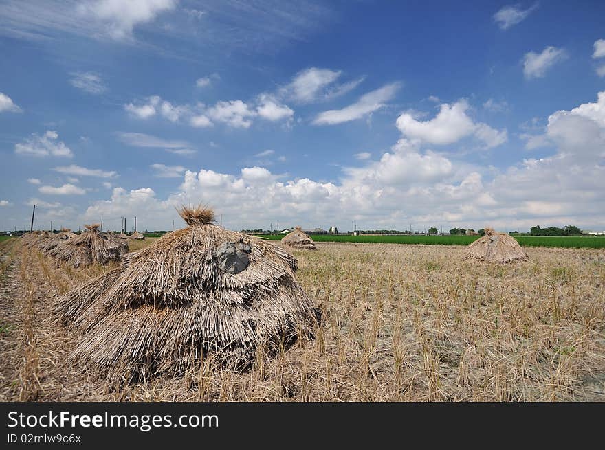 Several haystacks on the farm