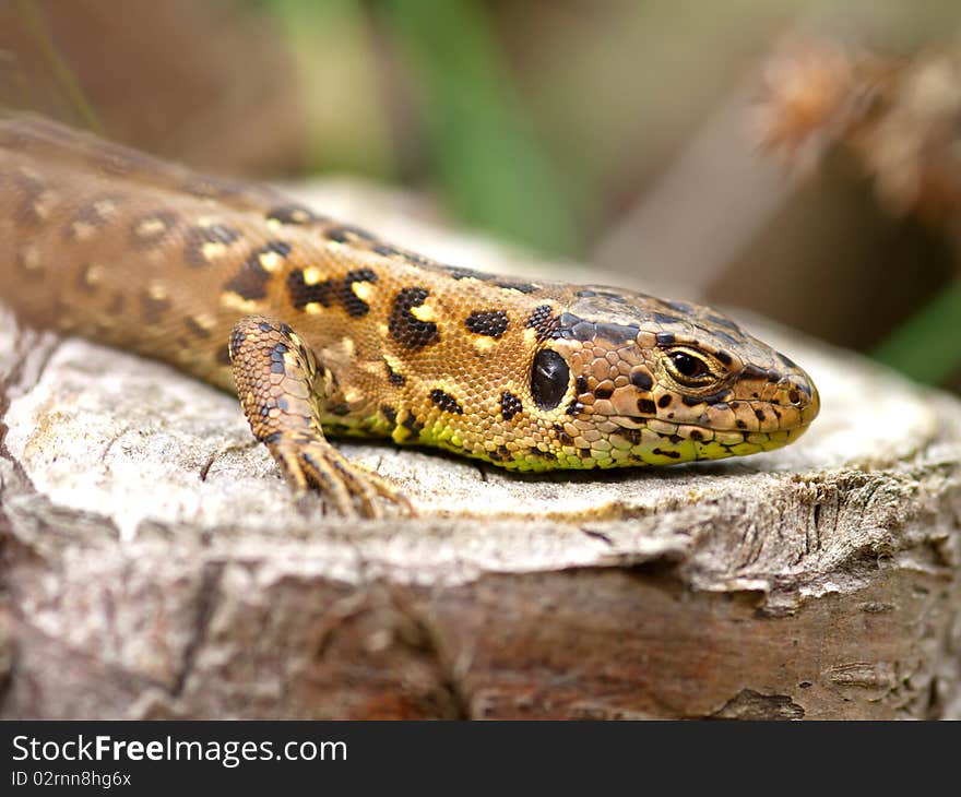 Sand Lizard