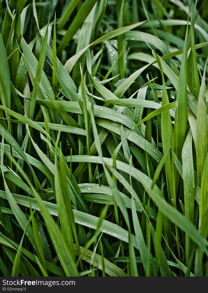 Plots Of Grass