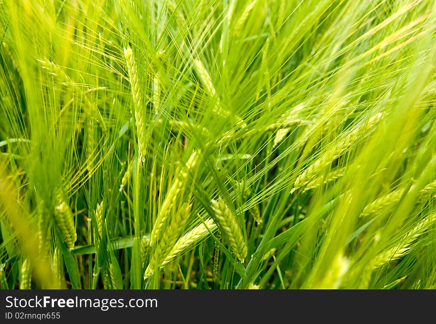 Ears Of Barley