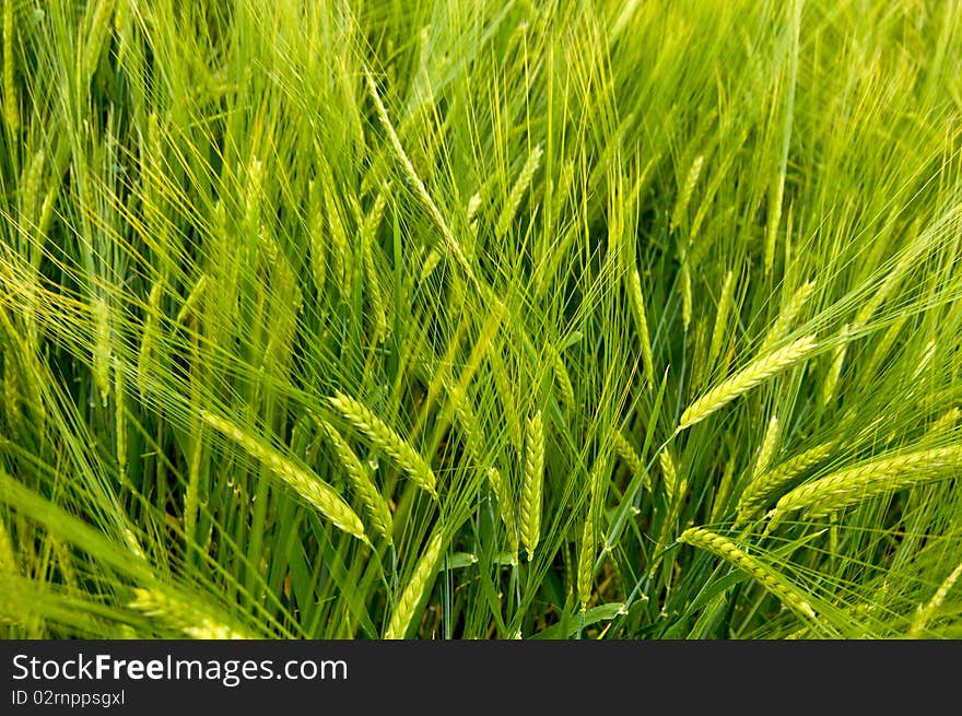 Barley field in the Black Forest. Barley field in the Black Forest