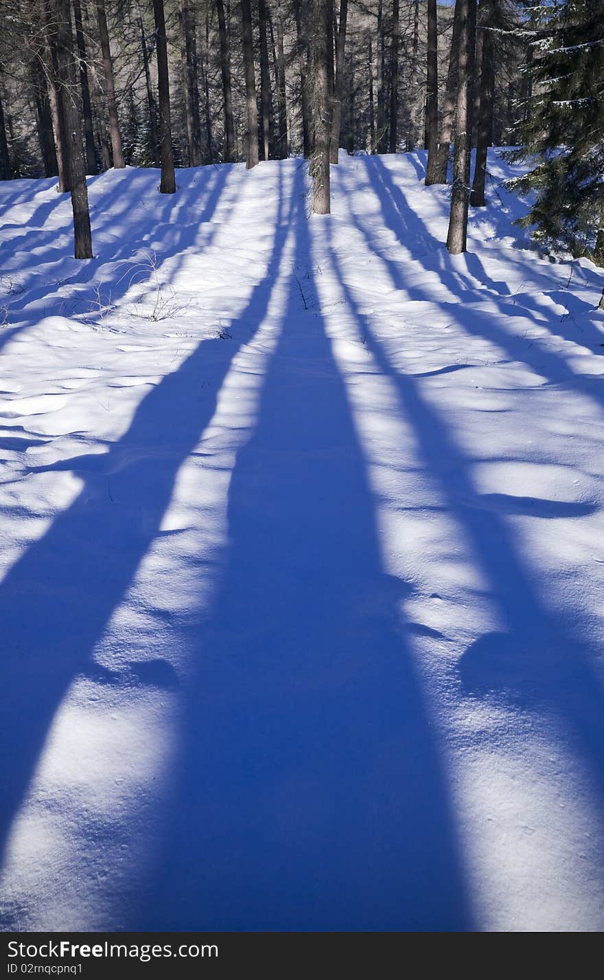 The long shadows of the trees create a perspective on the snow in the woods, Val di Fiemme, Italy. The long shadows of the trees create a perspective on the snow in the woods, Val di Fiemme, Italy