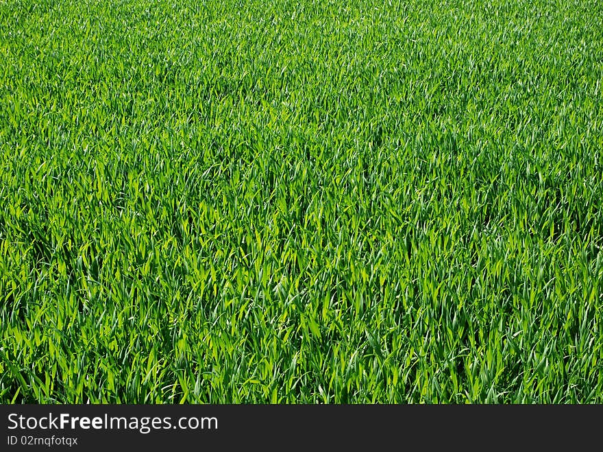 A green fresh grass background. A green fresh grass background