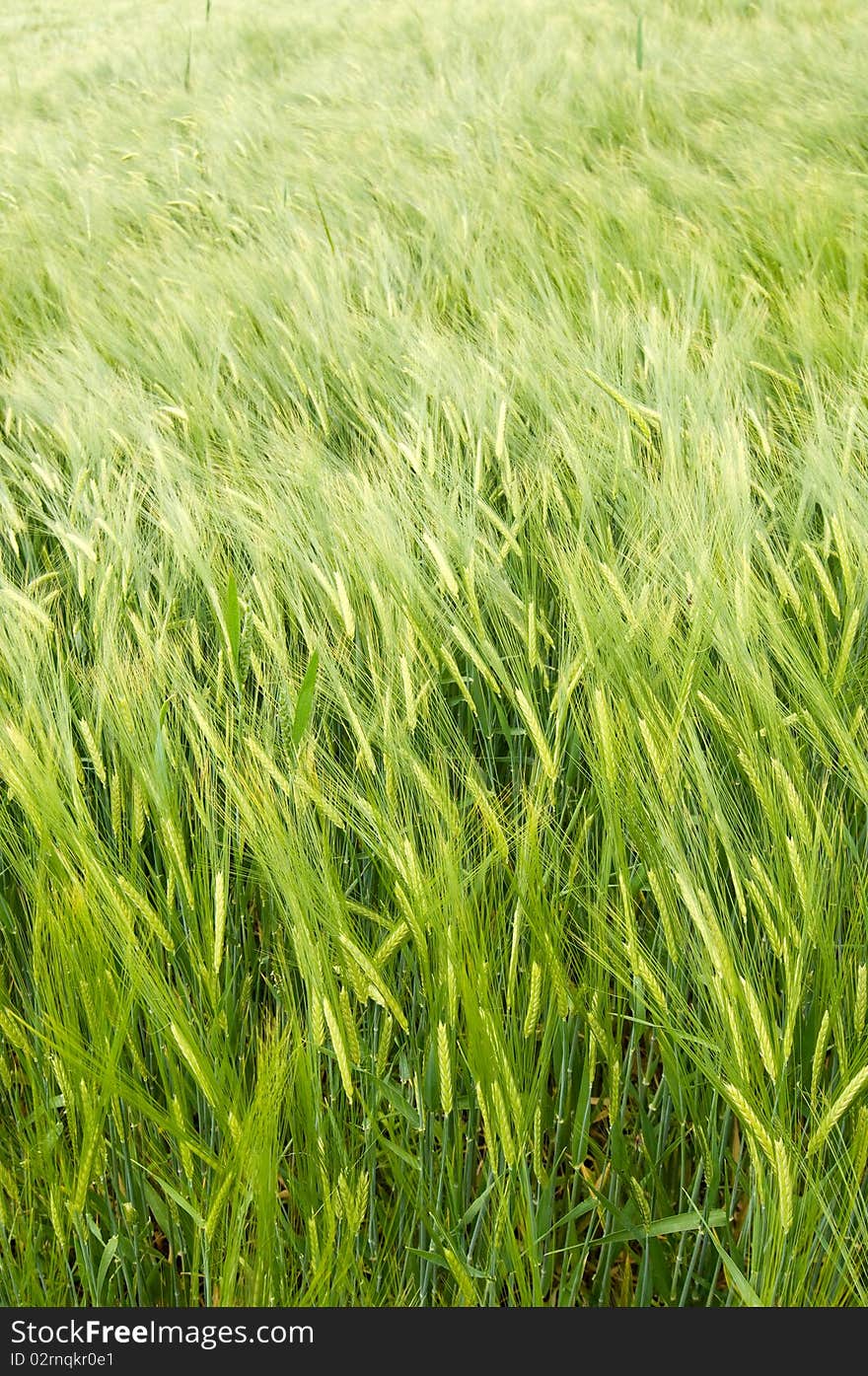 Barley in the wind