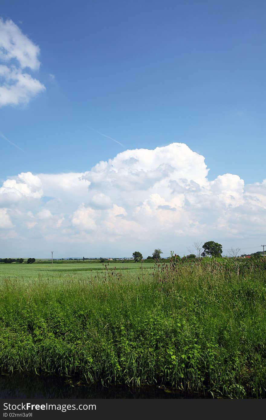 Green field with cloudy sky and trees during the summer day. Green field with cloudy sky and trees during the summer day