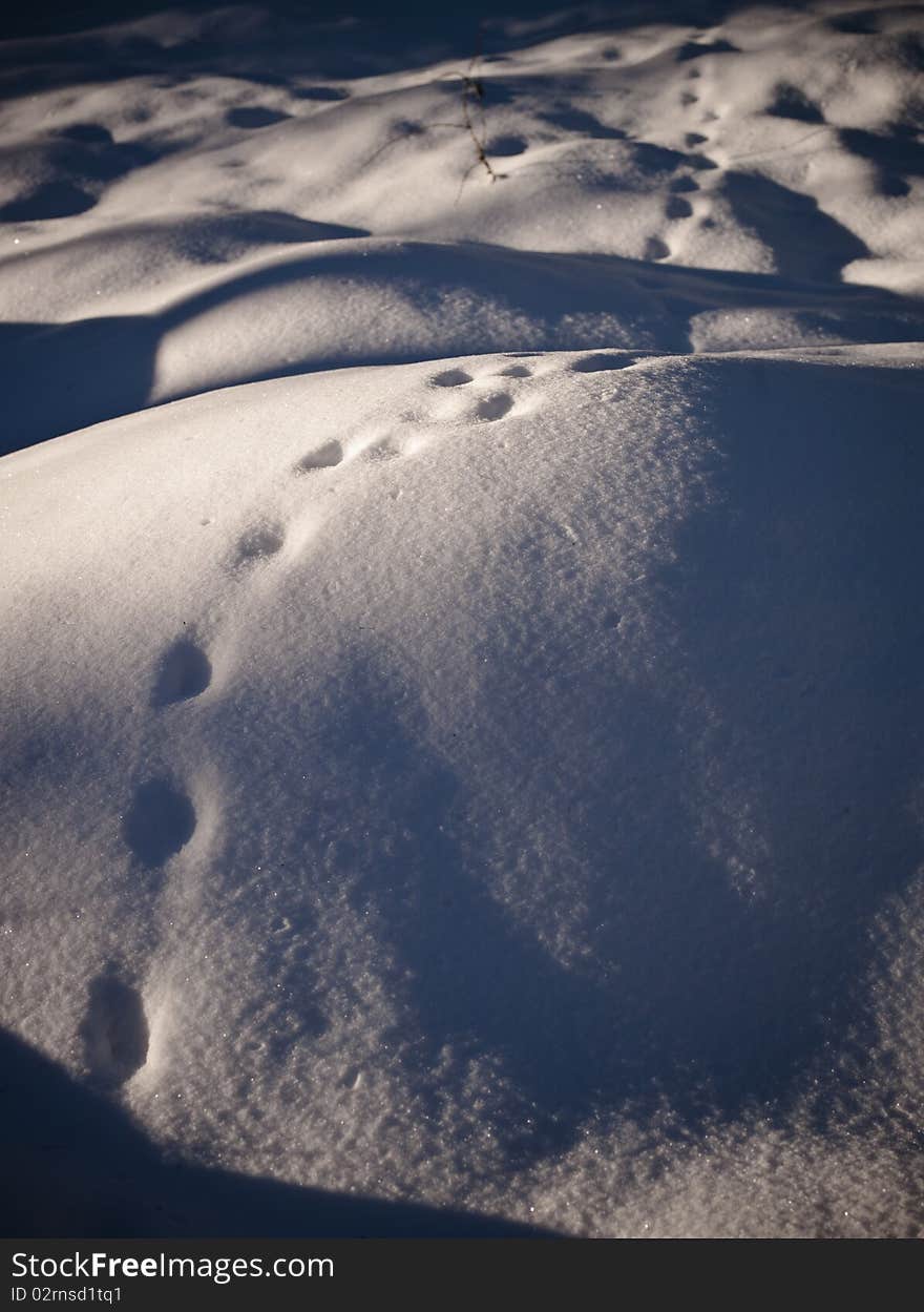 Impronte di animale sulla neve fresca. Impronte di animale sulla neve fresca