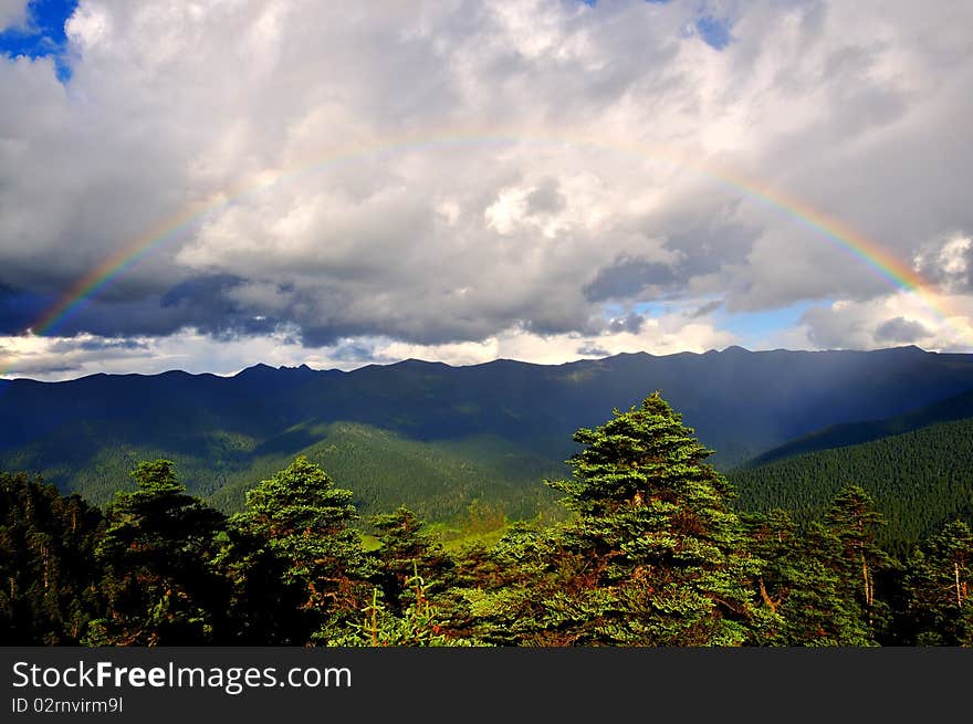 Under the beautiful blue and white mountain pine. Under the beautiful blue and white mountain pine.