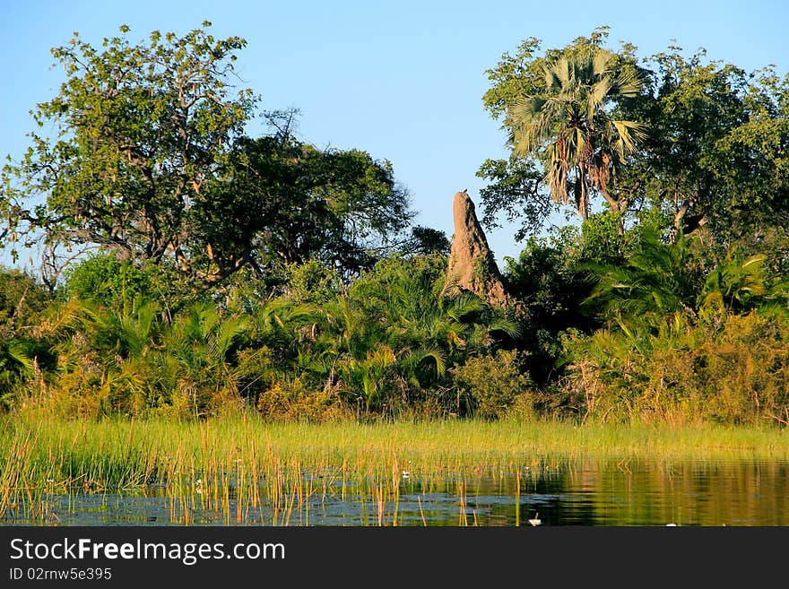 Huge Termite Moune