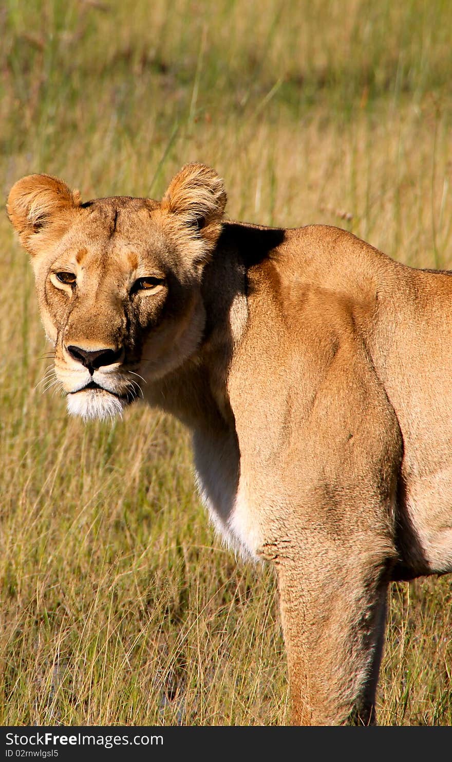 Lion in the Okavango Delta Safari, Africa. Lion in the Okavango Delta Safari, Africa