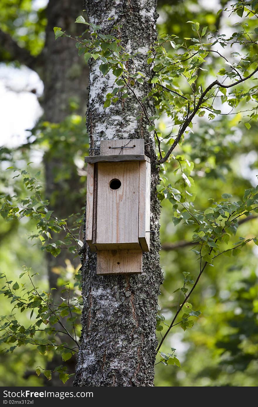 Birdhouse in a birch tree