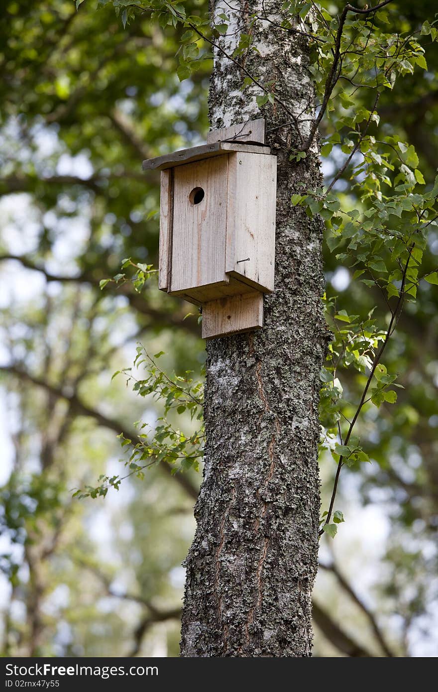 Birdhouse in a birch tree