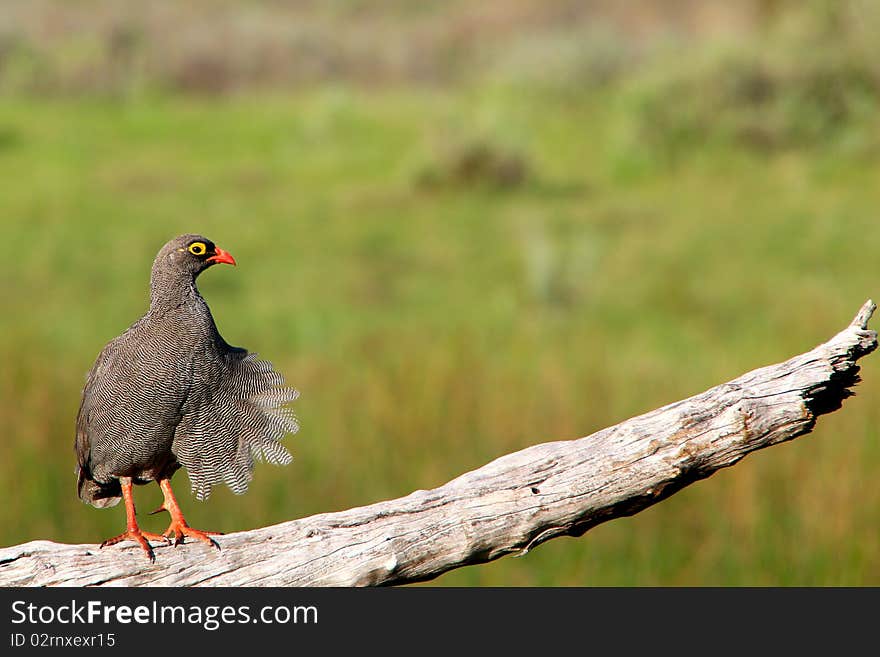 Red Billed Francolin