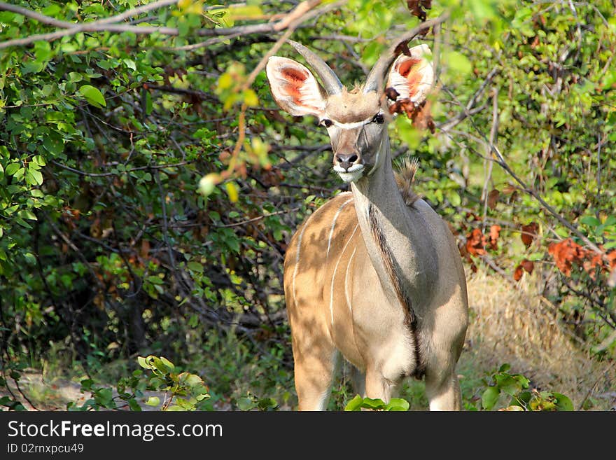 A young greater kudu observes through the bushes