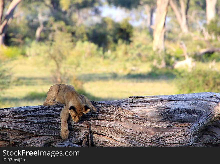 A young lion cub plays on a tree trunk. A young lion cub plays on a tree trunk