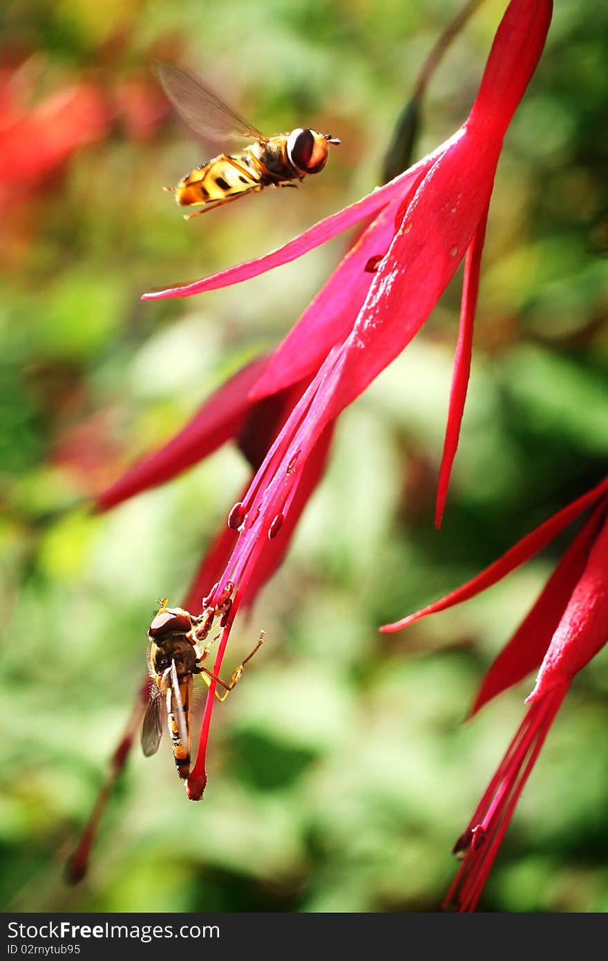 Two Hoverflies buzzing around a beautiful pink flower