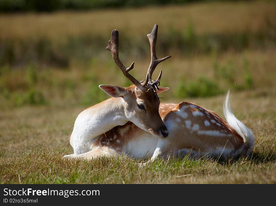 Small japanese deer