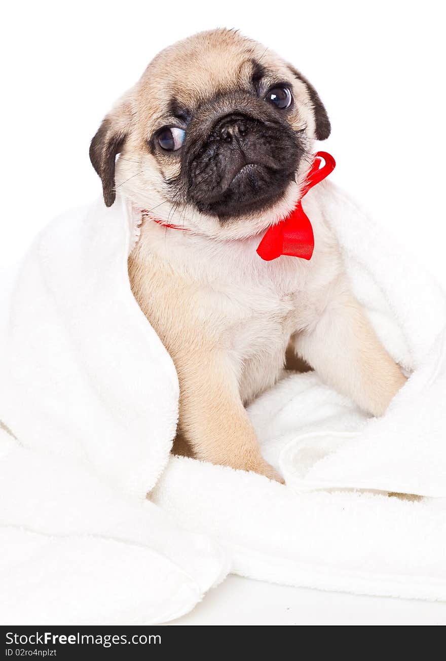 Puppy of pug towel. Isolated on white. Puppy of pug towel. Isolated on white