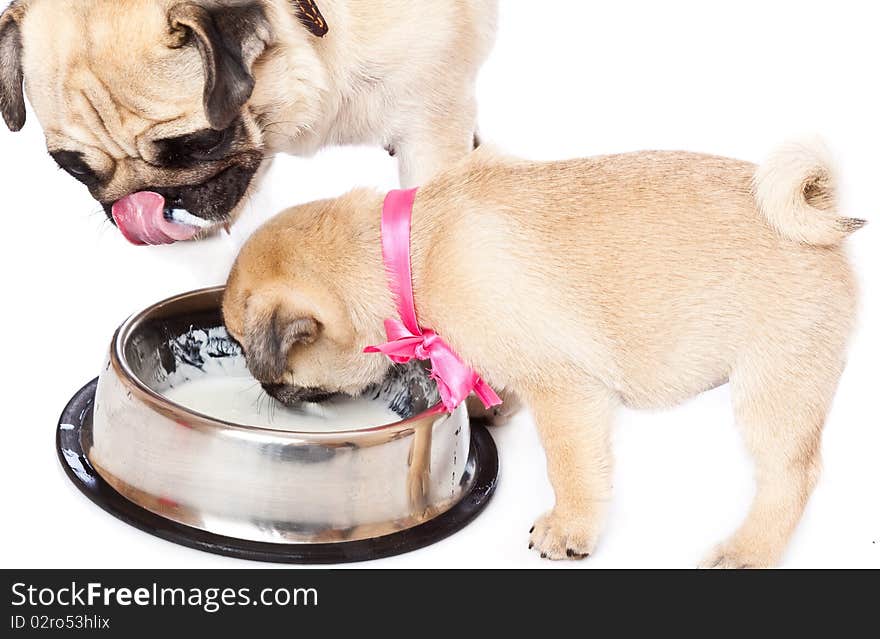 Puppy of pug near bowl with milk