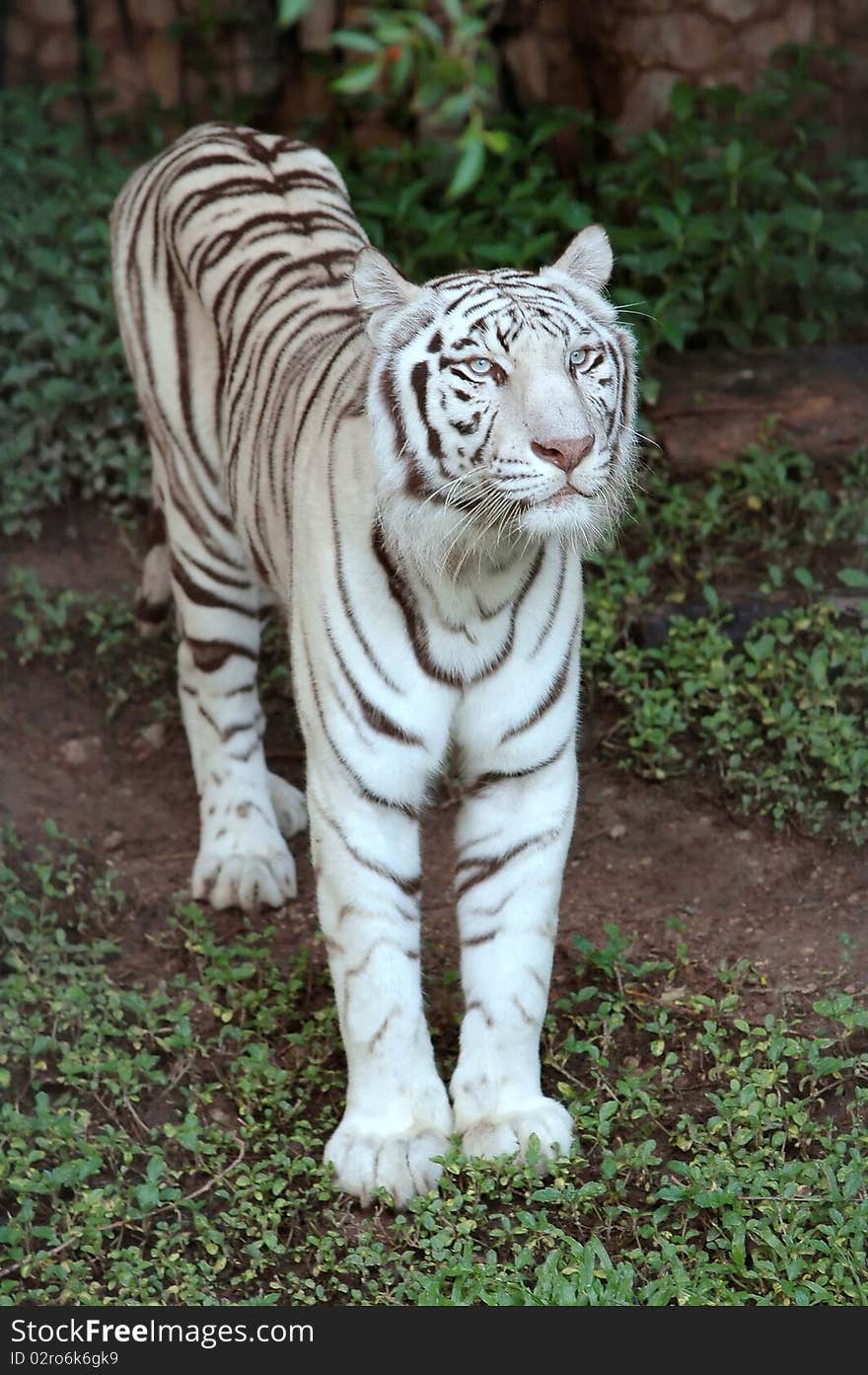 White tiger in chiang mai night safari