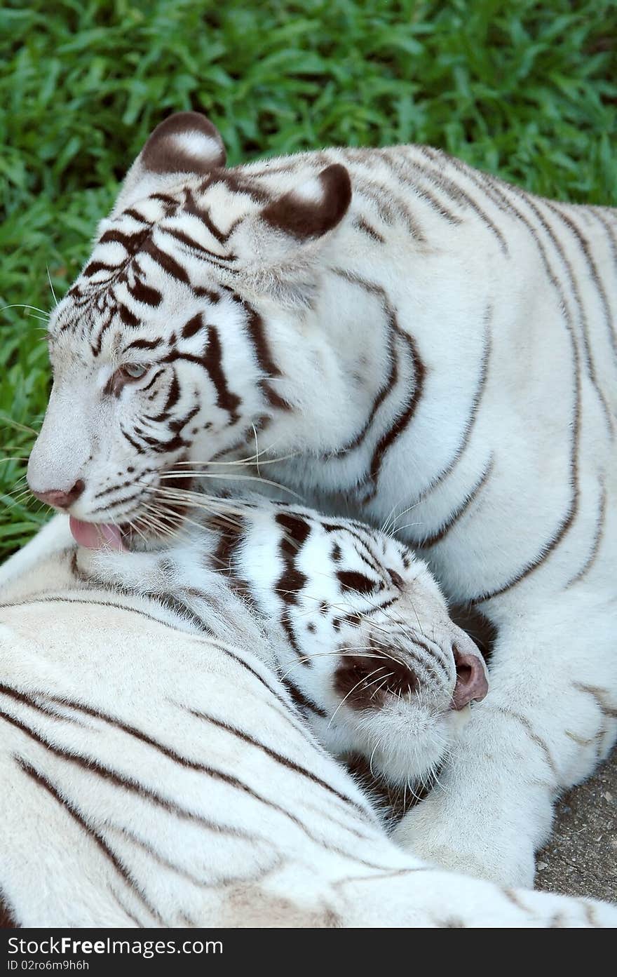 White tiger in chiang mai night safari