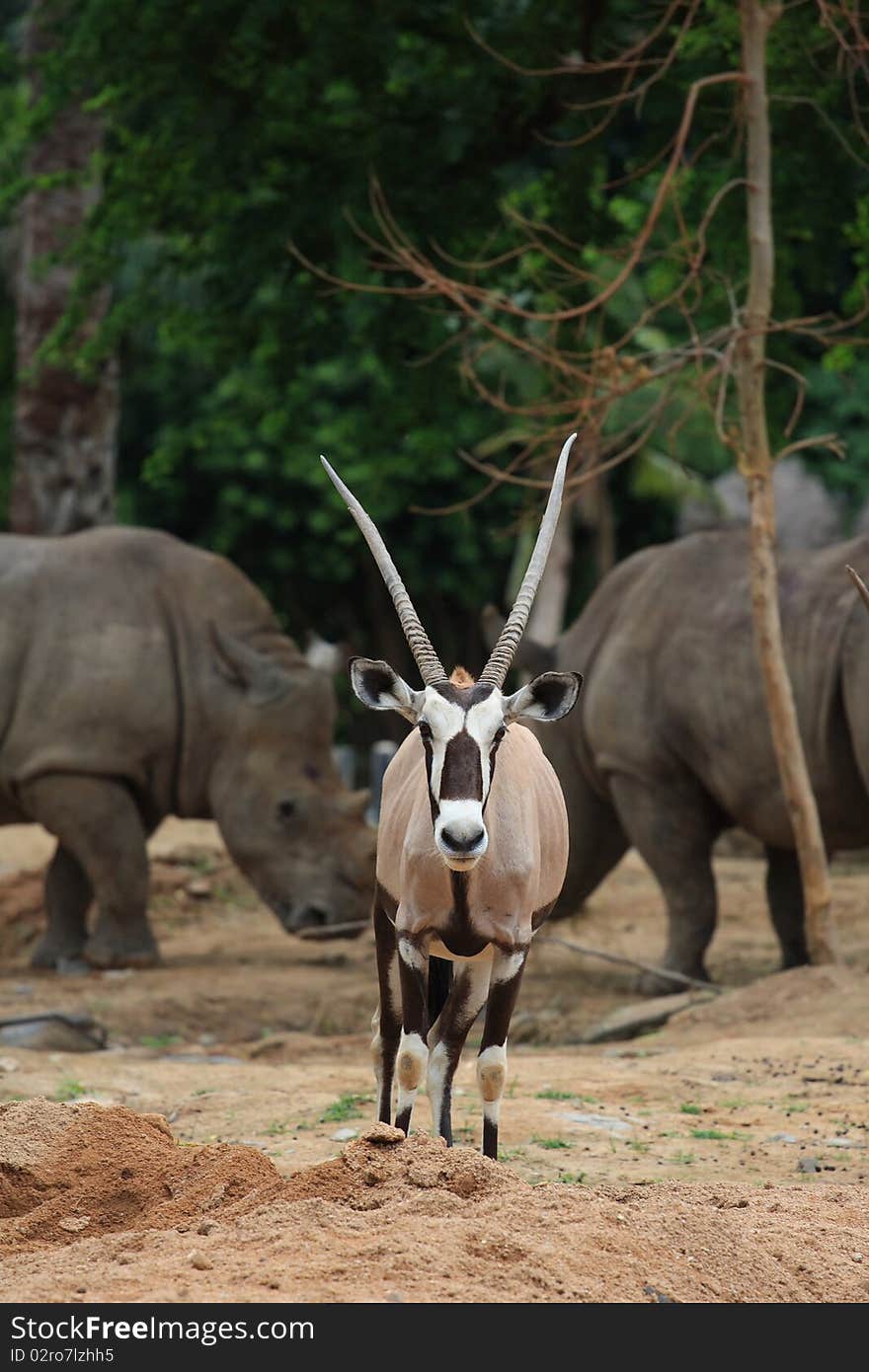 Oryx With Body Guard