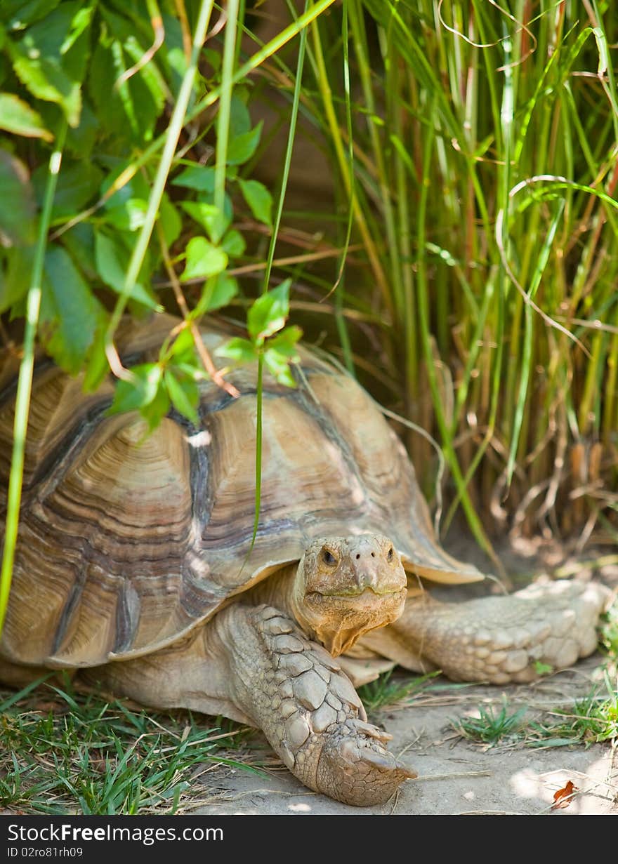 Tortoise resting amongst grass and other plants. Tortoise resting amongst grass and other plants