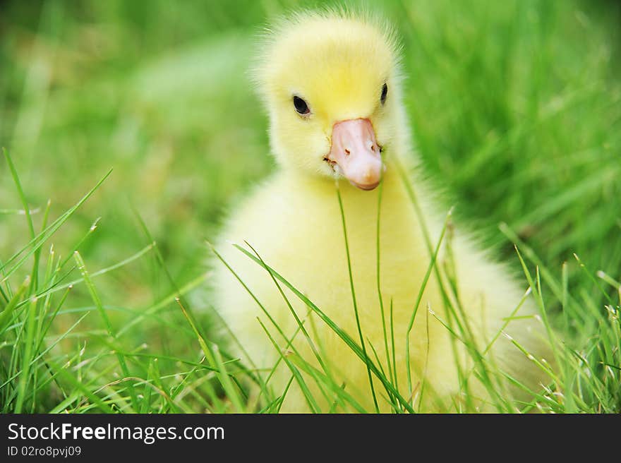 Duckling on green grass