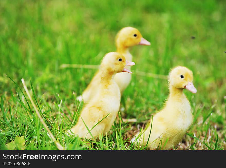 Three fluffy chicks