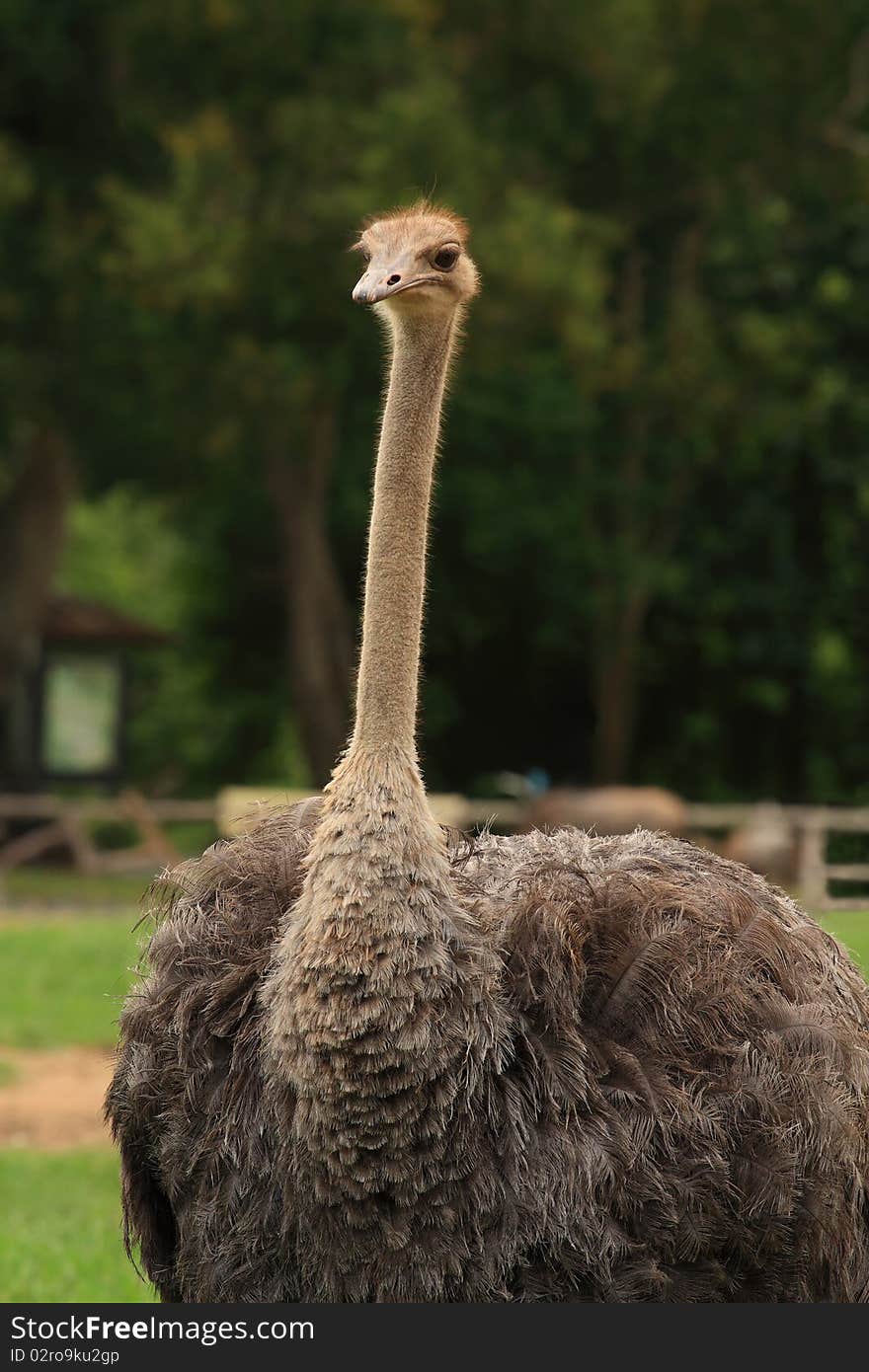 Ostrich is a big bird from Kao Koew Zoo, Thailand