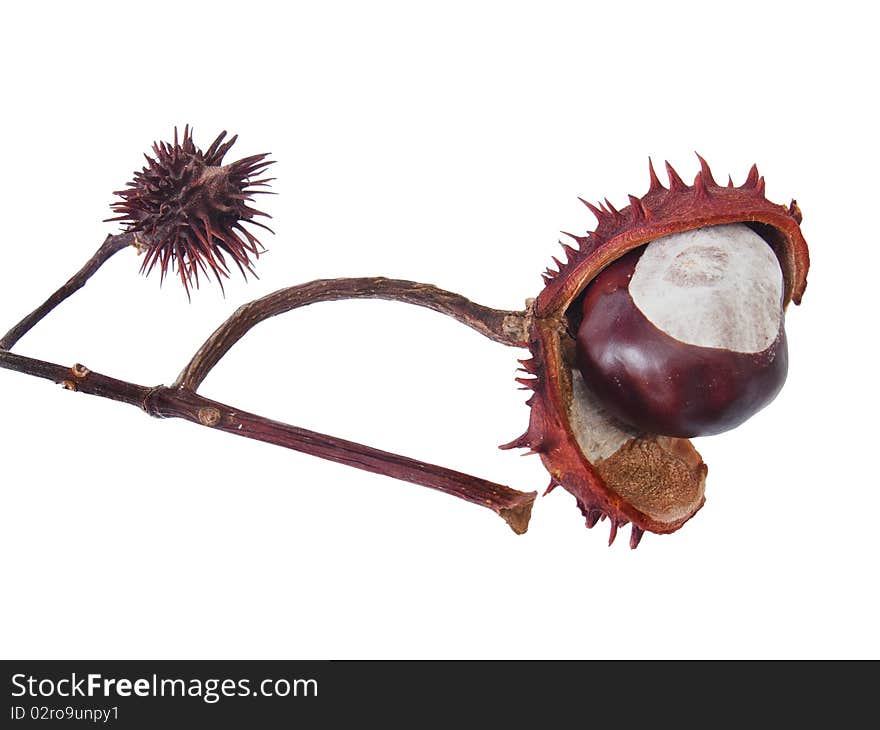 Close-up shot of ripe horse chestnut fruit in Fall, bursting out of seedcase. Isolated on white. Close-up shot of ripe horse chestnut fruit in Fall, bursting out of seedcase. Isolated on white.