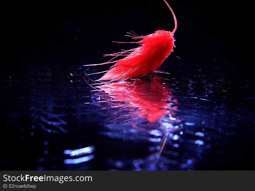 Pink spike with reflection on the wet glass with a black background. Pink spike with reflection on the wet glass with a black background