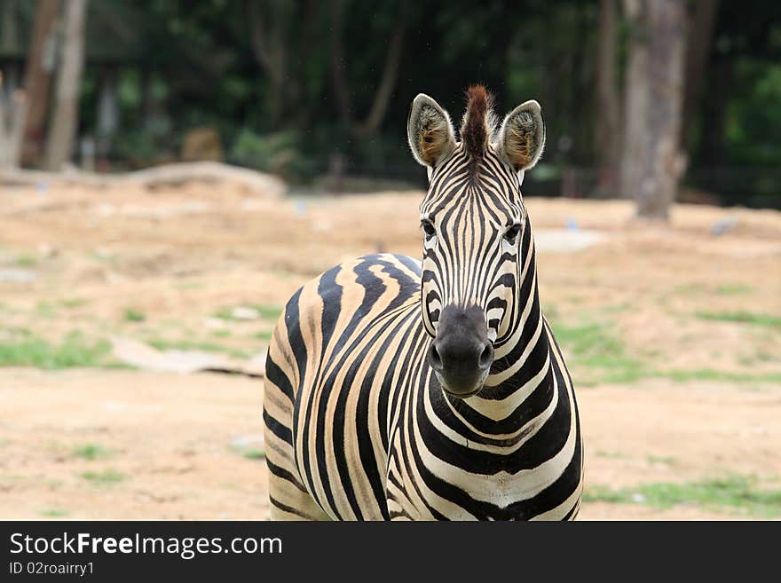 Close up zebra at Kao Keow Zoo, Thailand. Close up zebra at Kao Keow Zoo, Thailand