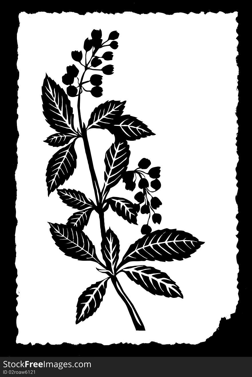 Vector drawing of the plant on white paper