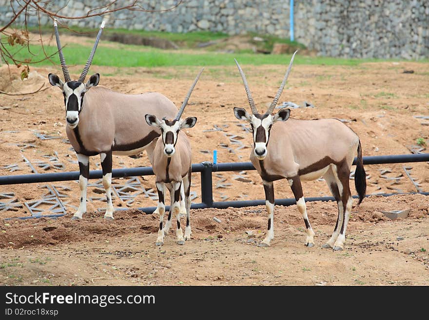 Triple oryxes