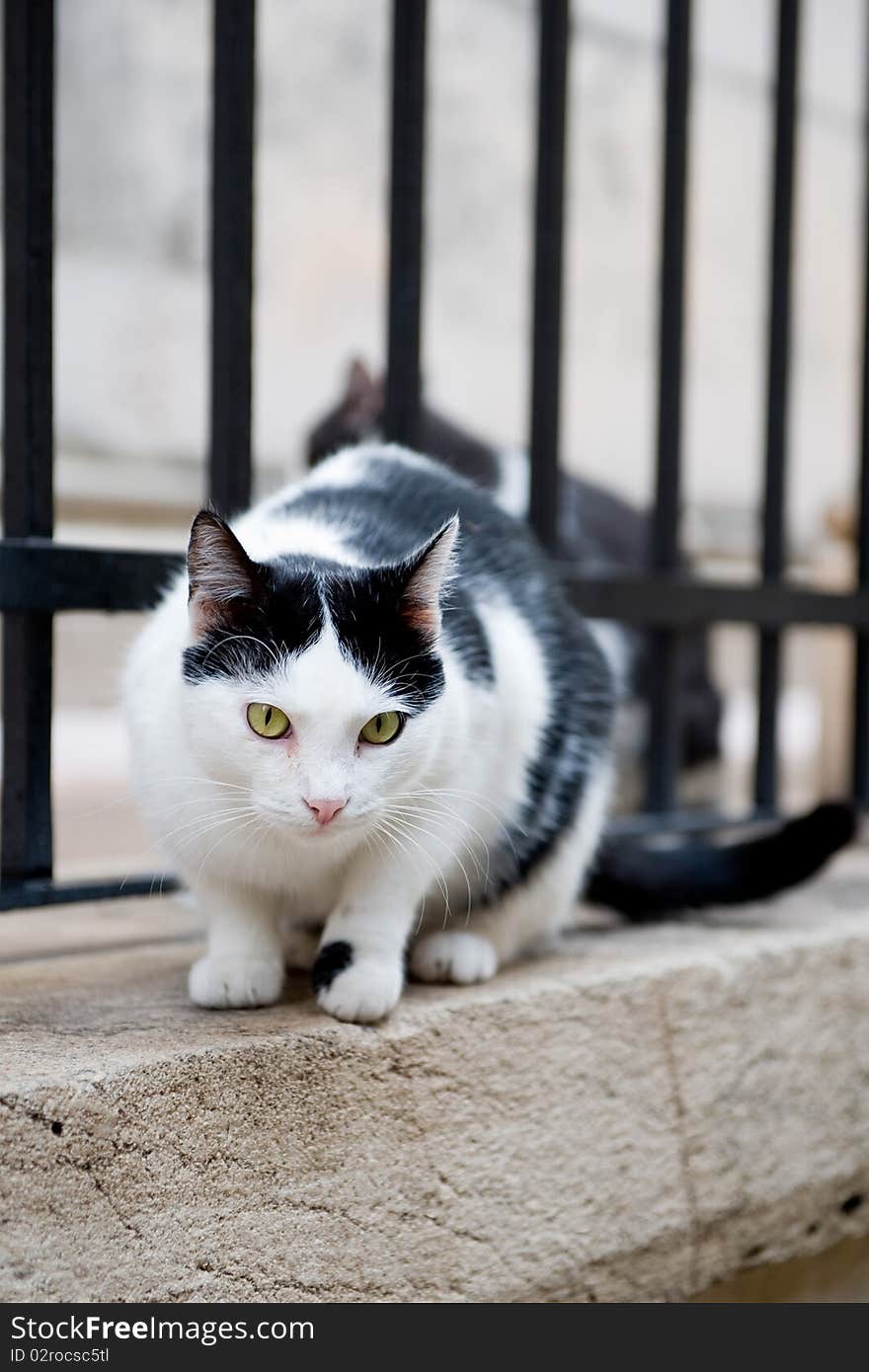 Cat on the wall staring at camera