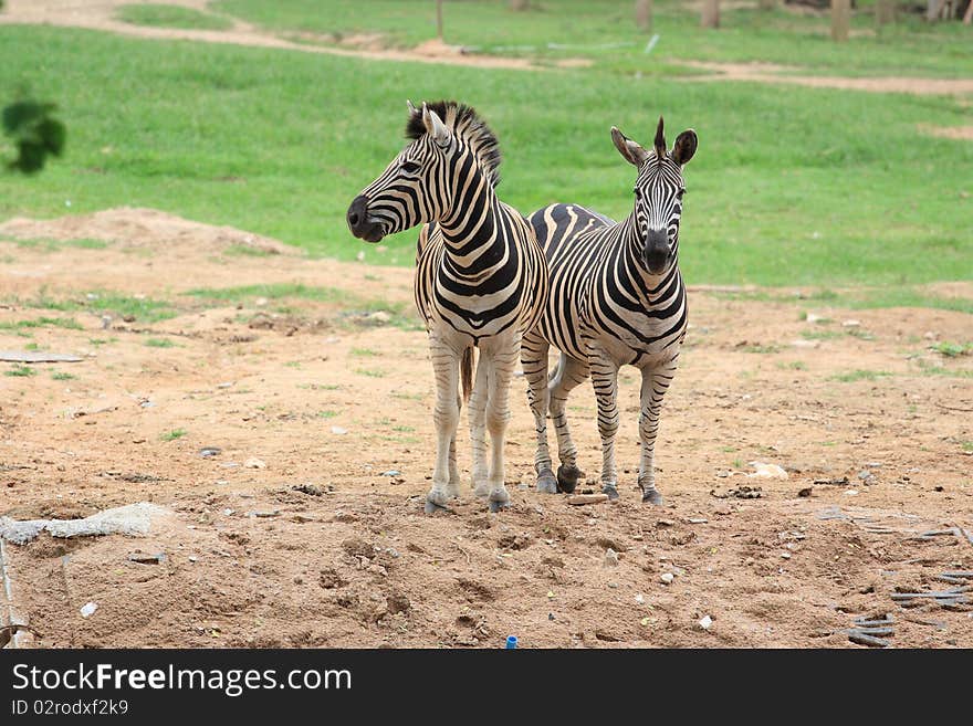 Double Zebra