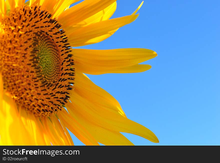 A bright fresh sunflower