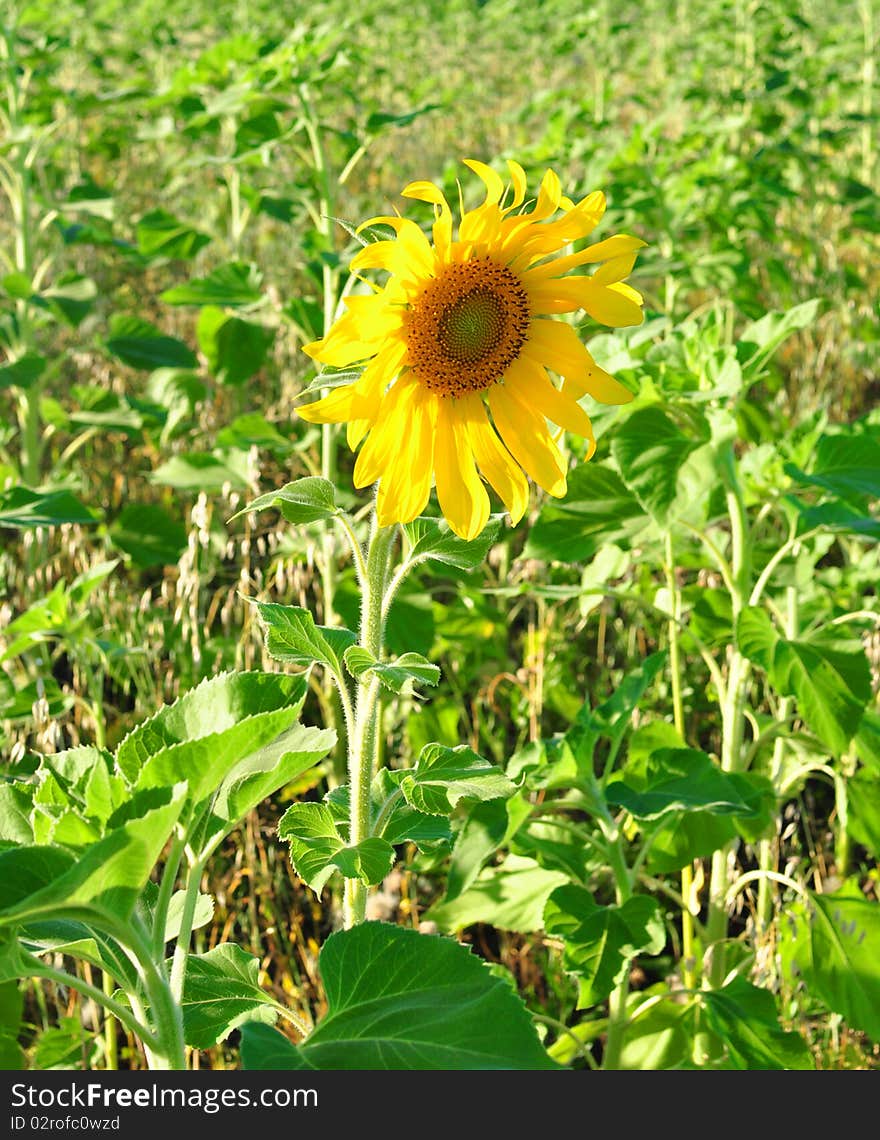 Beautiful yellow sunflower against a green background. Beautiful yellow sunflower against a green background