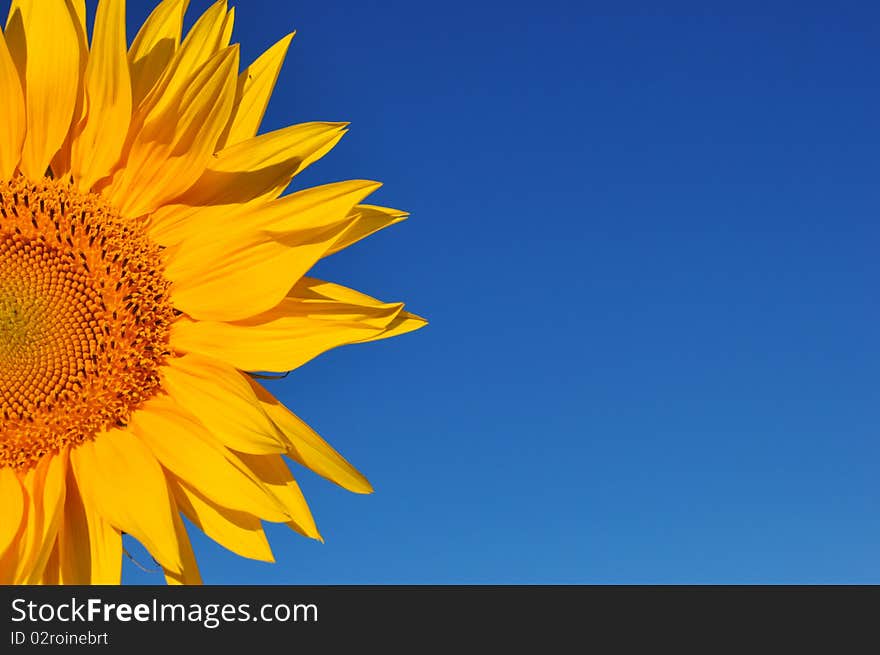 Half segment of a flowering sunflower a sky background