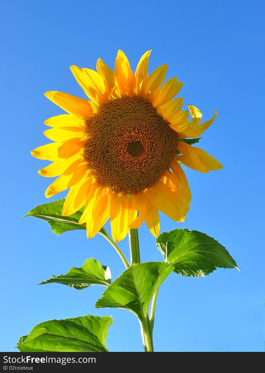 One bright colors sunflowers on backgrounds blue sky. One bright colors sunflowers on backgrounds blue sky