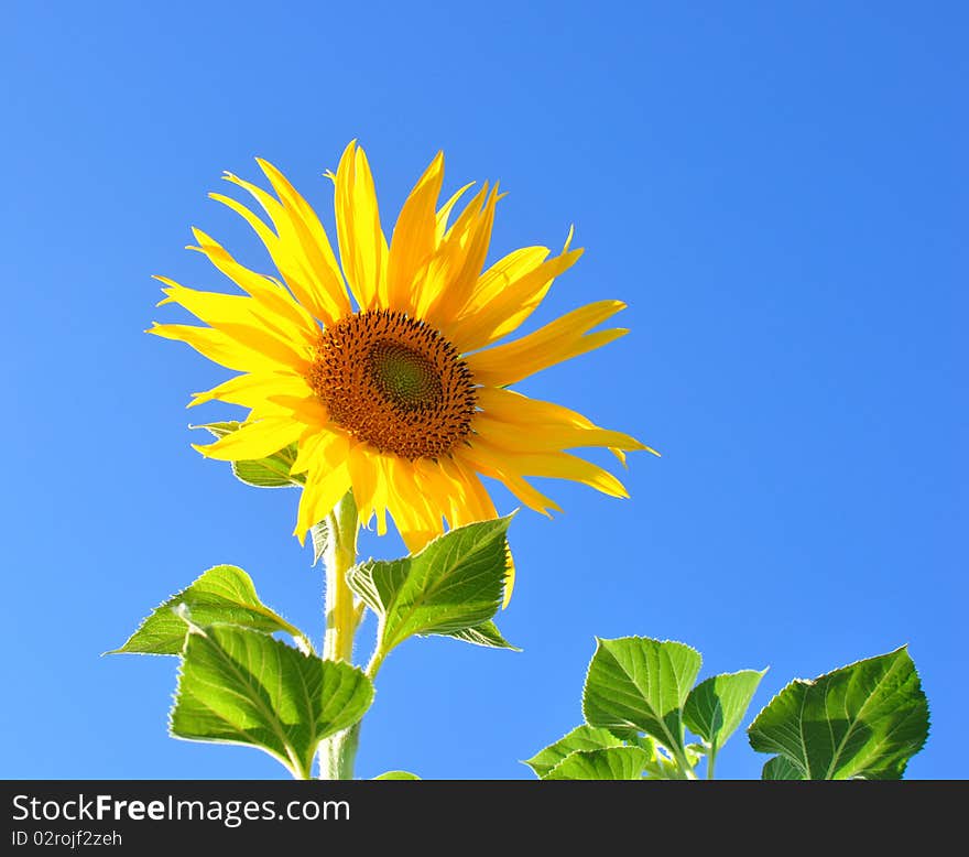 One bright colors sunflowers with green leaves on background blue sky